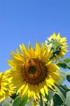 20070812_yamanashitrip_0051